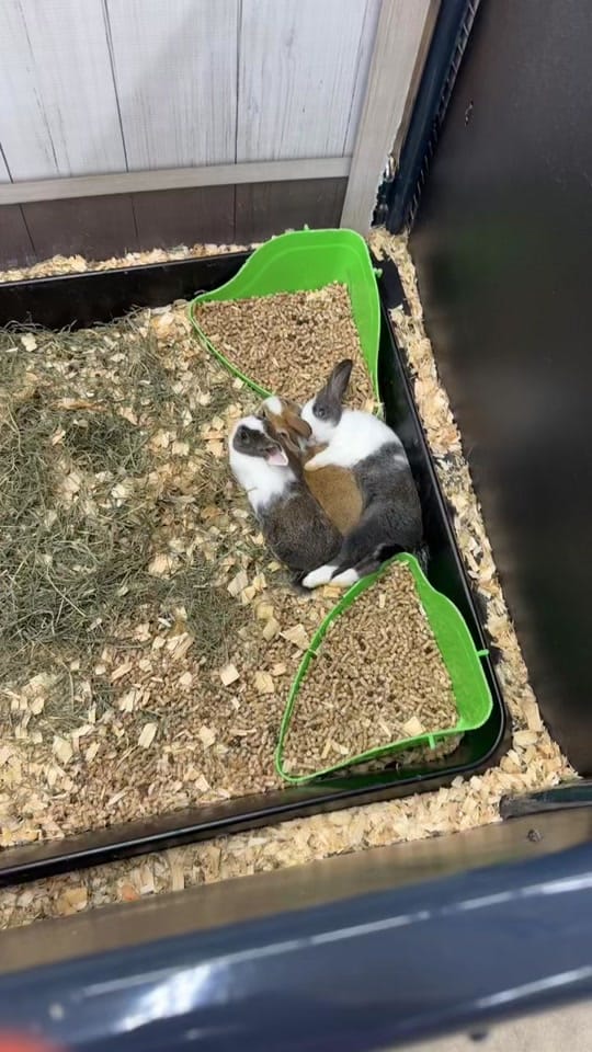 Post 8 by Carrie Raber on TikTok (video)