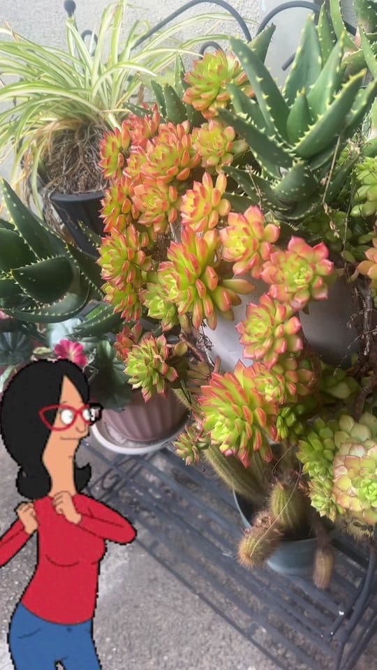 Post 3 by José Paz on TikTok (video)