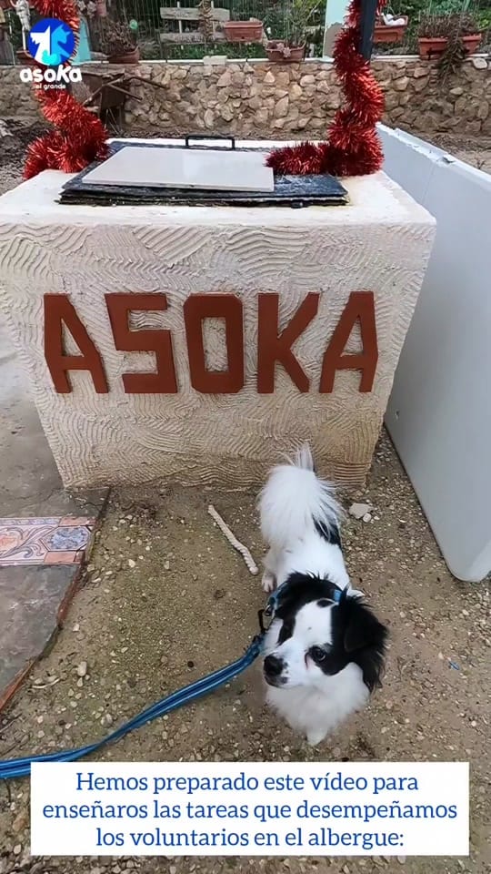 Post 8 by Asoka El Grande on TikTok (video)