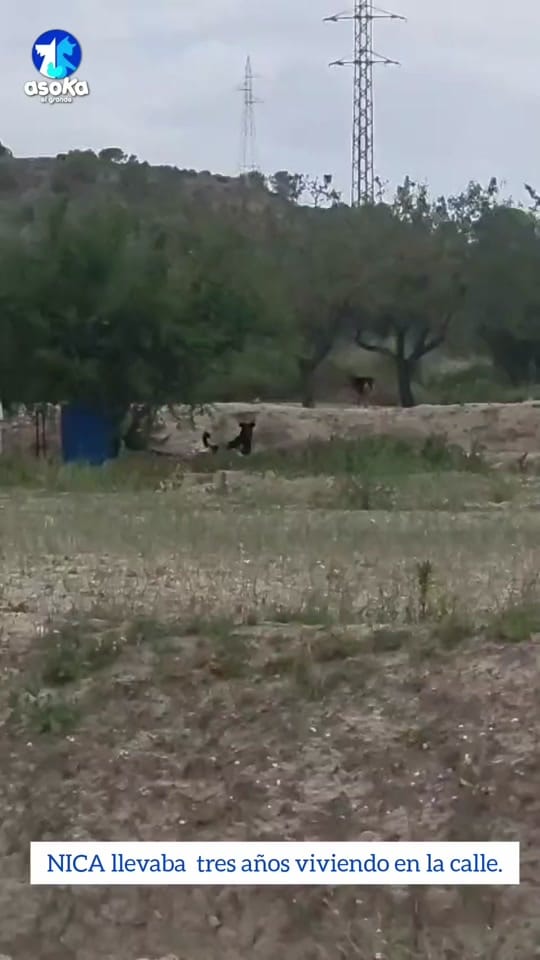 Post 3 by Asoka El Grande on TikTok (video)