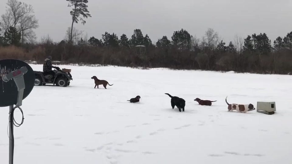 Post 5 by Lauren LaBlue on TikTok (video)