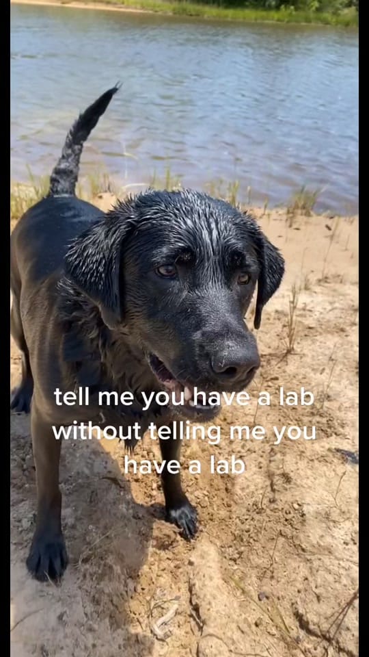 Post 2 by Lauren LaBlue on TikTok (video)