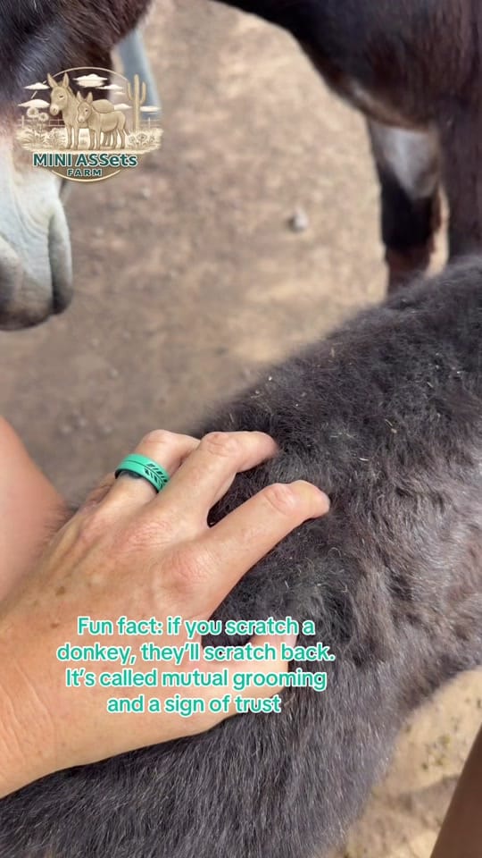 Post 6 by Mini ASSets Farm on TikTok (video)