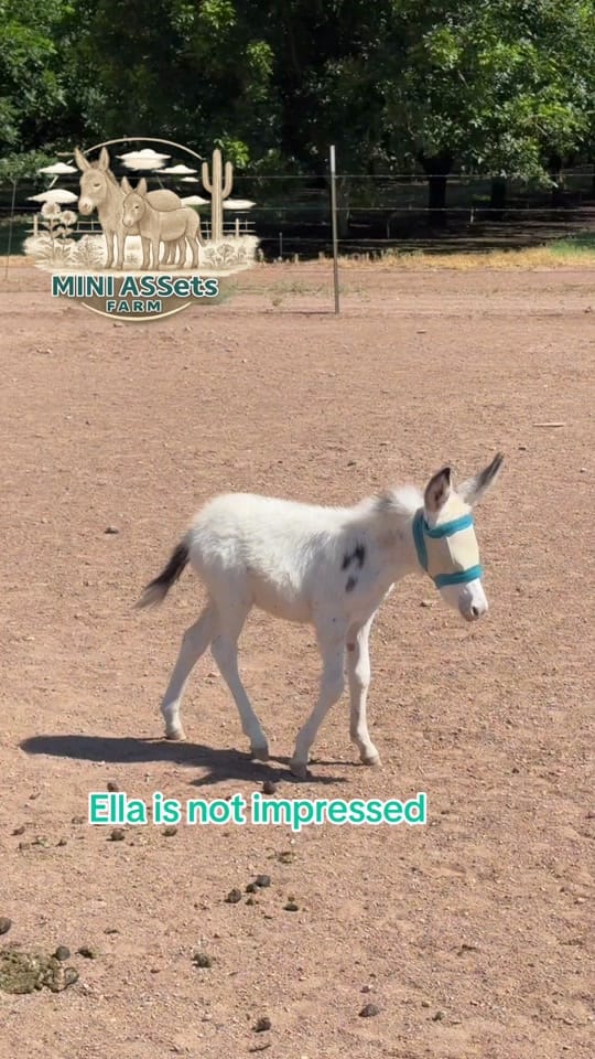 Post 5 by Mini ASSets Farm on TikTok (video)