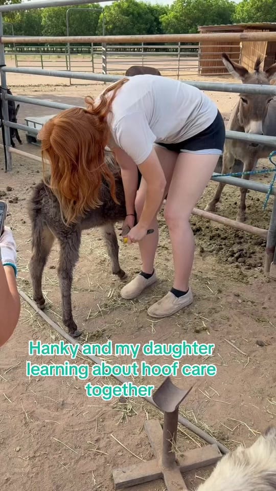 Post 2 by Mini ASSets Farm on TikTok (video)