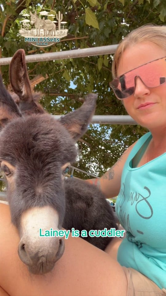 Post 7 by Mini ASSets Farm on TikTok (video)