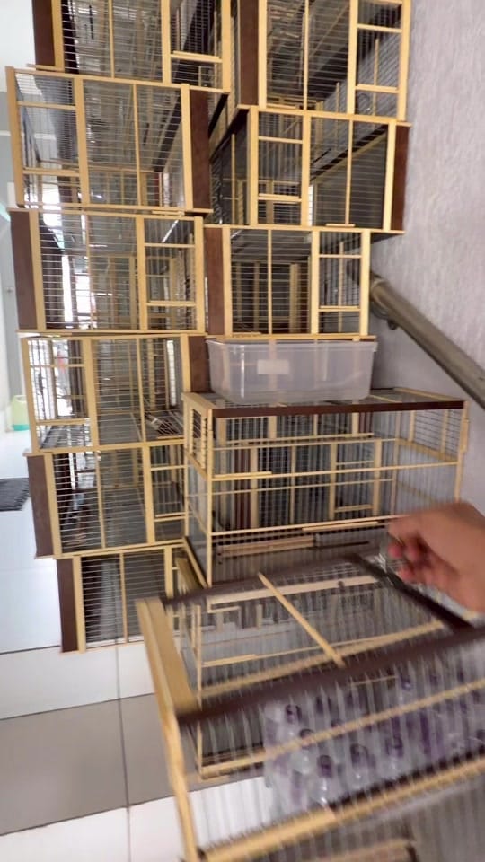 Post 2 by CRIATORIO ALCANTARA on TikTok (video)
