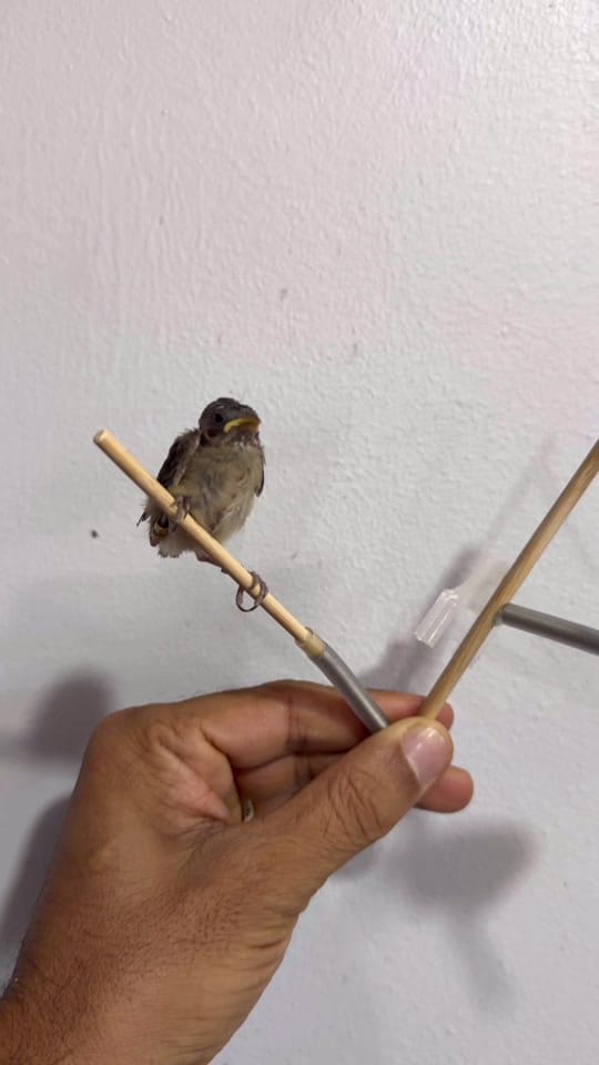 Post 9 by CRIATORIO ALCANTARA on TikTok (video)