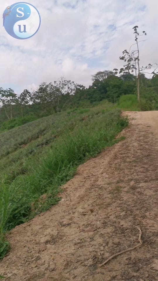 Post 7 by SaberUniversal on TikTok (video)