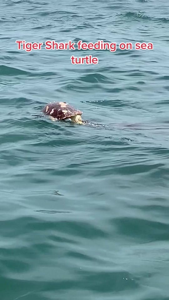 Post 7 by coastaldad on TikTok (video)