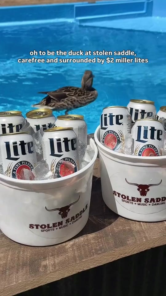 Post 5 by stolensaddlechi on TikTok (video)