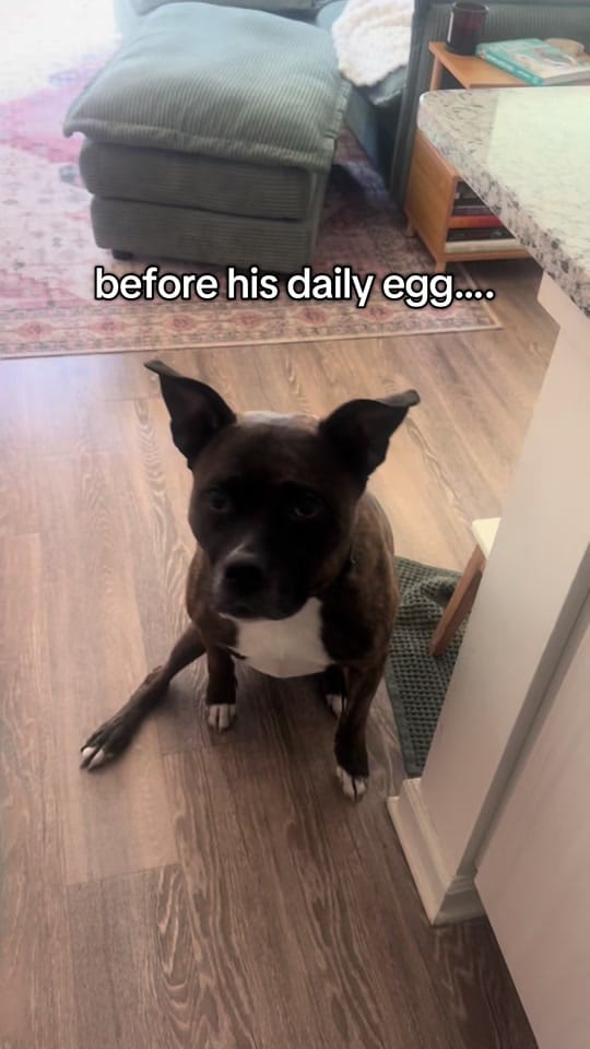 Post 8 by Bandit + Danni on TikTok (video)