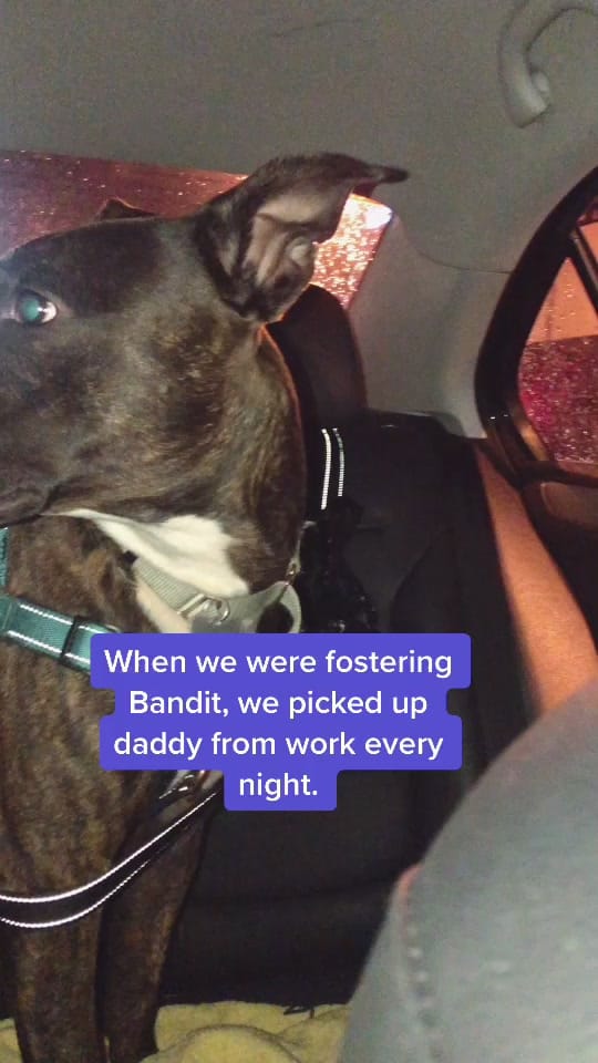 Post 10 by Bandit + Danni on TikTok (video)