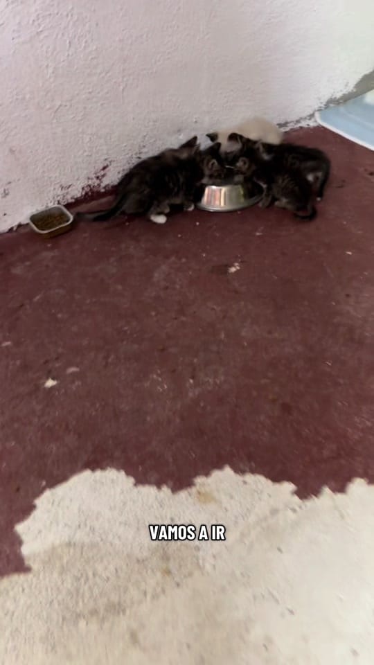 Post 4 by Protectora Animales Uskar on TikTok (video)