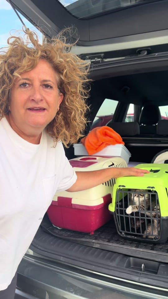Post 8 by Protectora Animales Uskar on TikTok (video)