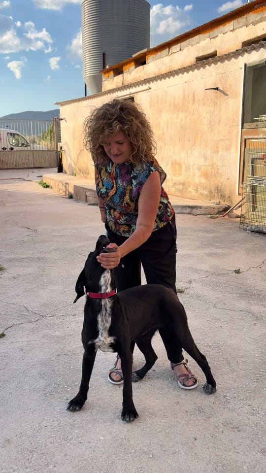 Post 9 by Protectora Animales Uskar on TikTok (video)
