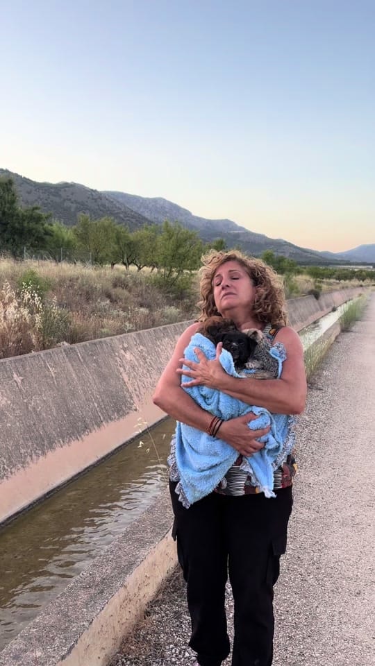 Post 1 by Protectora Animales Uskar on TikTok (video)