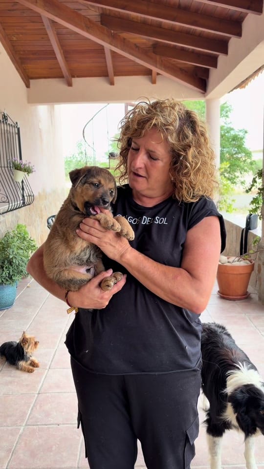 Post 6 by Protectora Animales Uskar on TikTok (video)