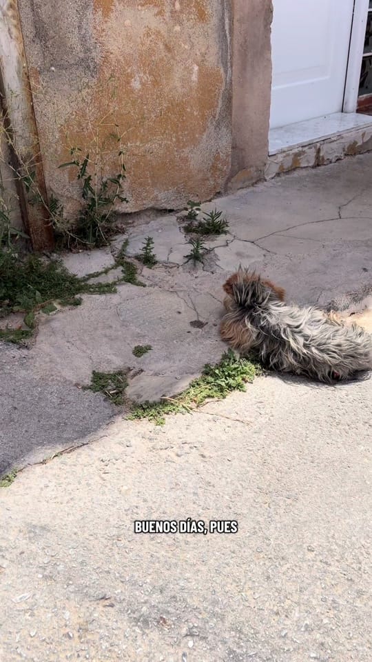 Post 7 by Protectora Animales Uskar on TikTok (video)