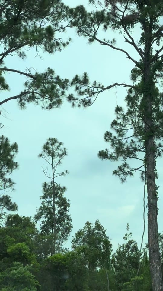 Post 2 by JoJo DiSalvo on TikTok (video)