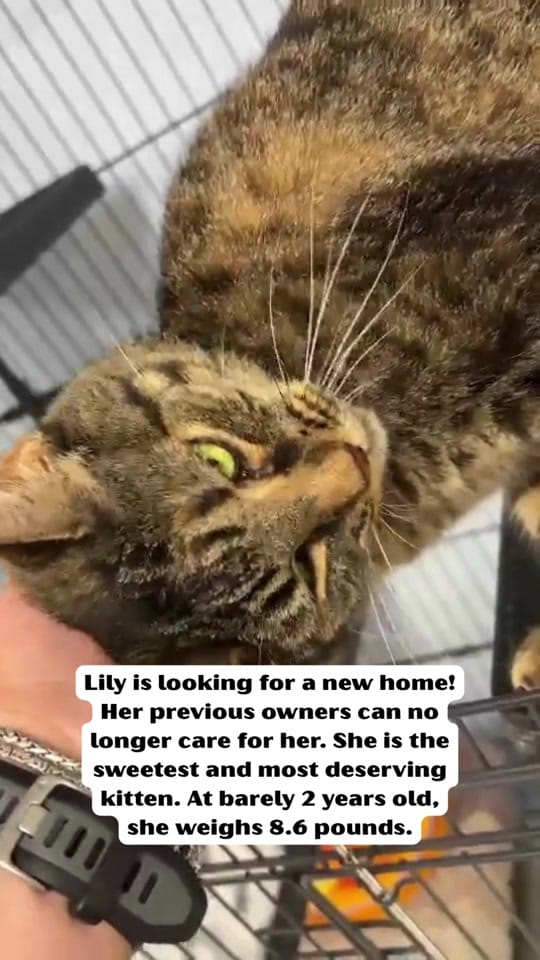 Post 8 by PAWS4you on TikTok (video)