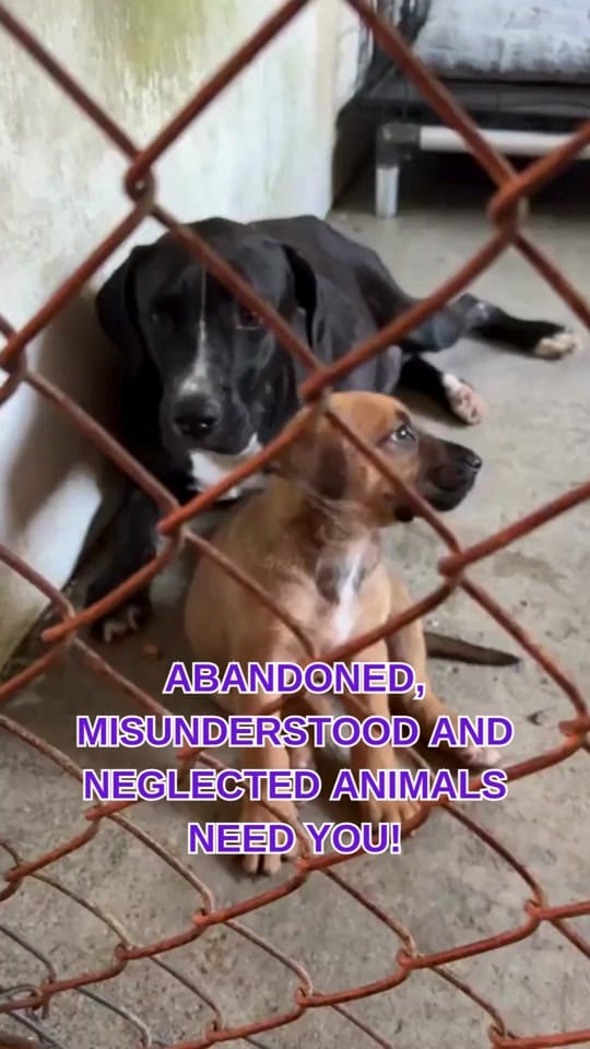 Post 10 by PAWS4you on TikTok (video)