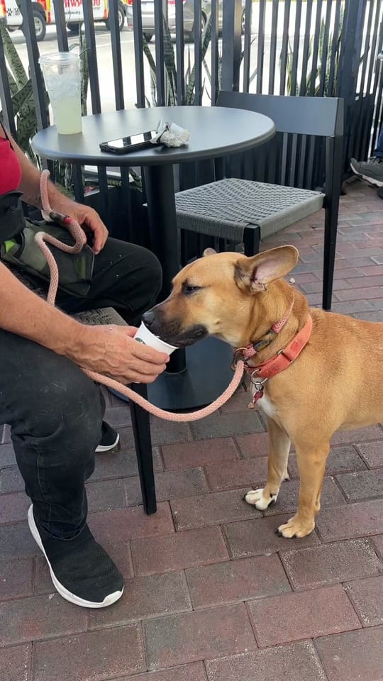 Post 2 by PAWS4you on TikTok (video)