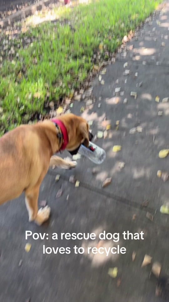 Post 3 by PAWS4you on TikTok (video)