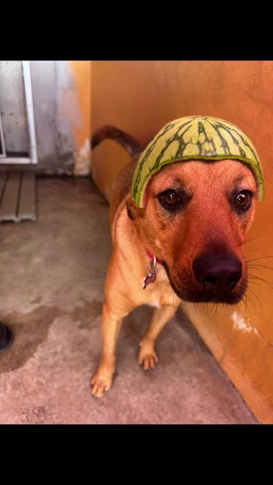 Post 4 by PAWS4you on TikTok (video)