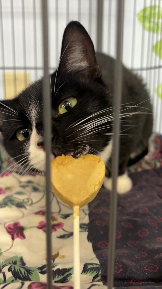 Post 1 by PAWS4you on TikTok (video)