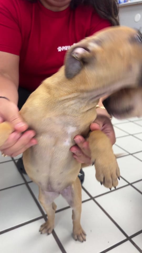 Post 6 by PAWS4you on TikTok (video)