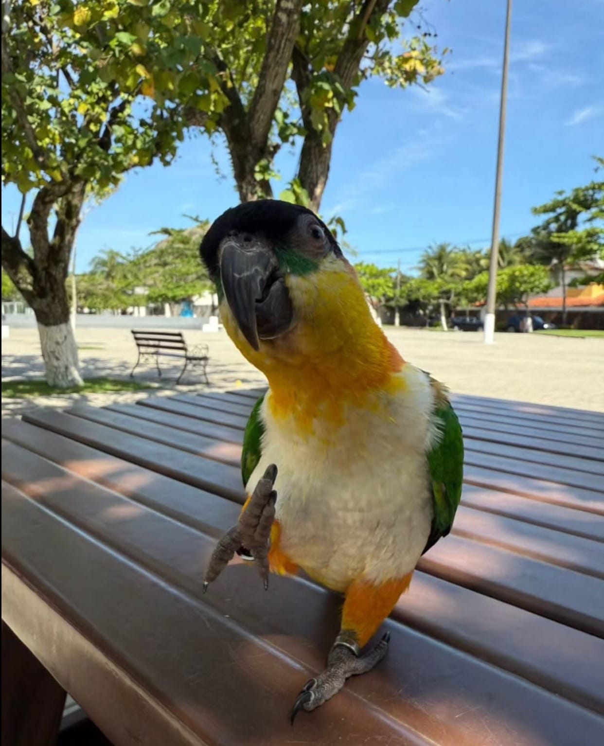 Post 4 by nicoecapitu on TikTok (video)