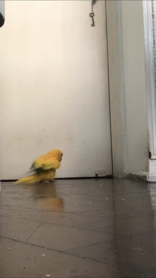 Post 8 by nicoecapitu on TikTok (video)