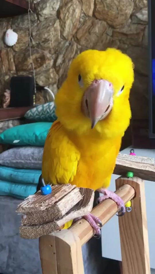 Post 10 by nicoecapitu on TikTok (video)