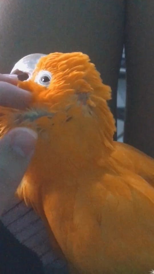 Post 9 by nicoecapitu on TikTok (video)
