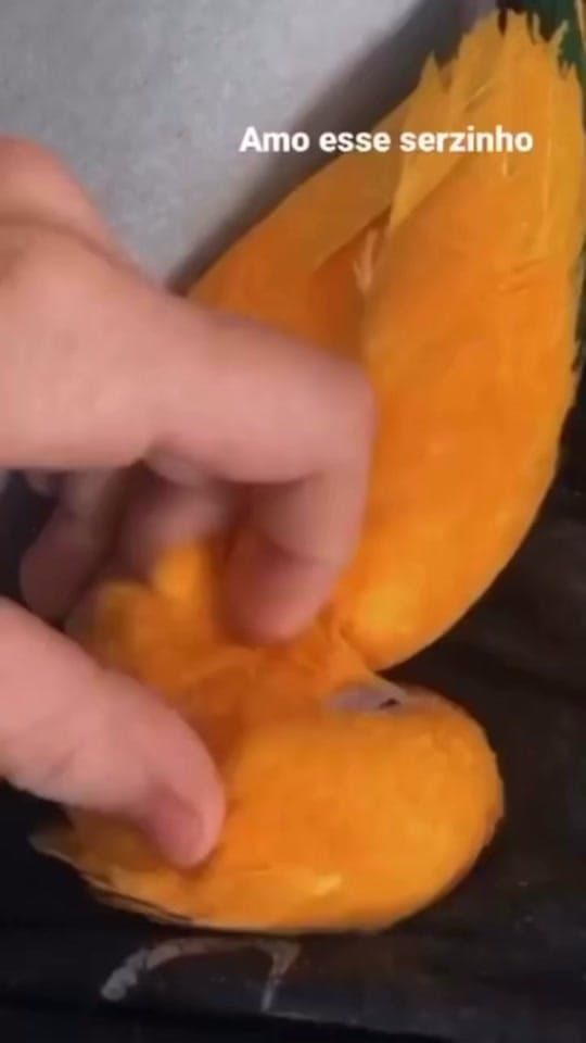 Post 5 by nicoecapitu on TikTok (video)