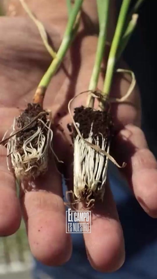 Post 7 by El campo es nuestro on TikTok (video)