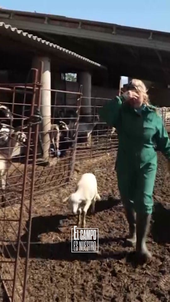 Post 5 by El campo es nuestro on TikTok (video)