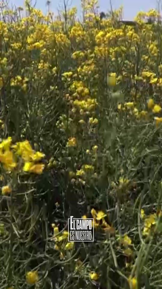 Post 4 by El campo es nuestro on TikTok (video)