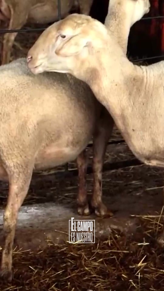 Post 9 by El campo es nuestro on TikTok (video)