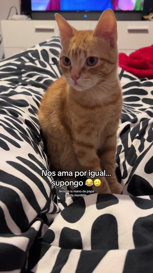 Post 9 by Apolo the orange cat 🐱 on TikTok (video)