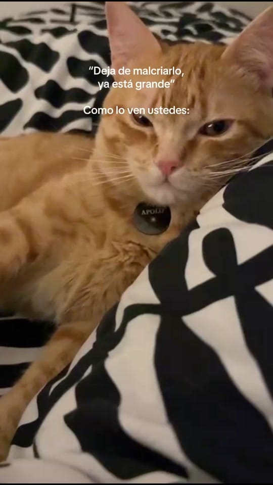 Post 8 by Apolo the orange cat 🐱 on TikTok (video)