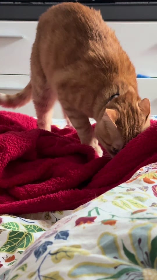 Post 5 by Apolo the orange cat 🐱 on TikTok (video)