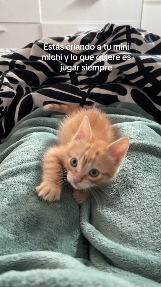 Post 10 by Apolo the orange cat 🐱 on TikTok (video)