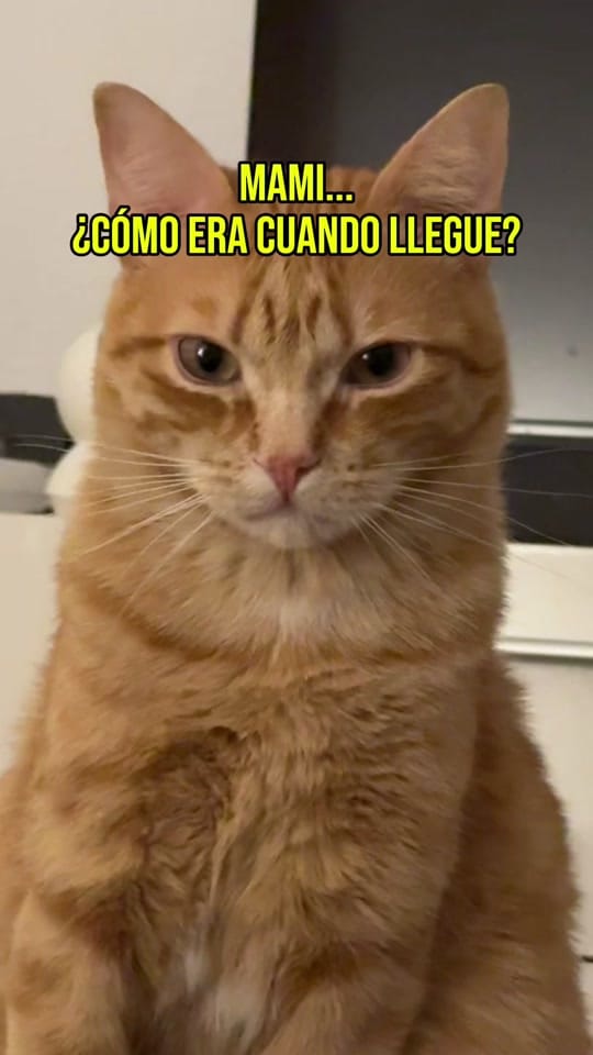 Post 3 by Apolo the orange cat 🐱 on TikTok (video)