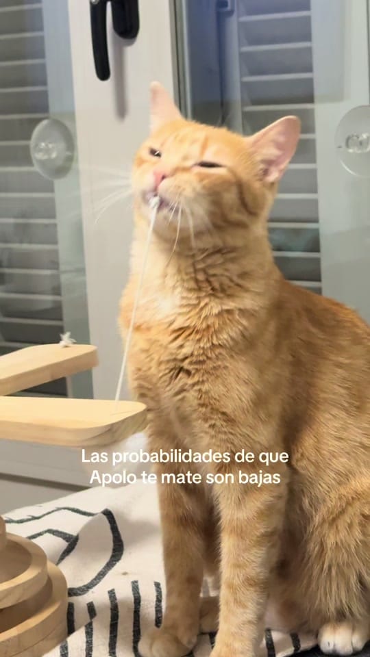 Post 4 by Apolo the orange cat 🐱 on TikTok (video)