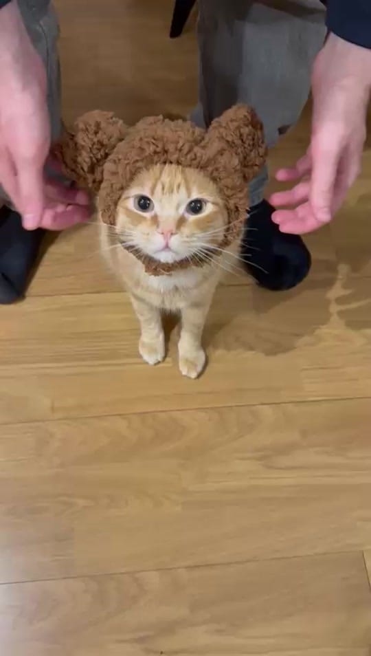 Post 7 by Apolo the orange cat 🐱 on TikTok (video)