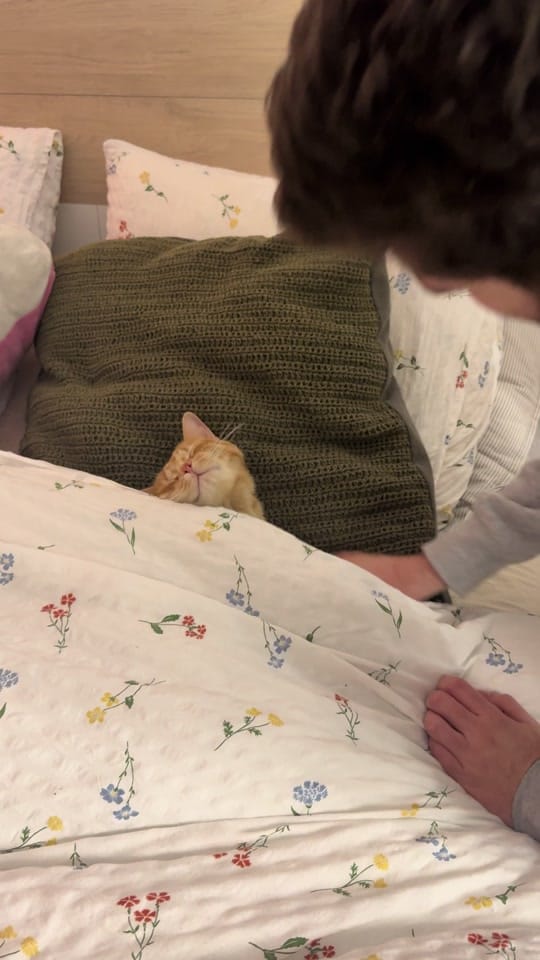 Post 2 by Apolo the orange cat 🐱 on TikTok (video)