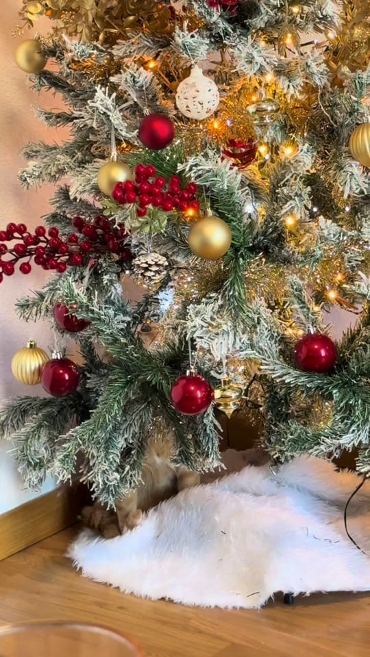 Post 6 by Apolo the orange cat 🐱 on TikTok (video)