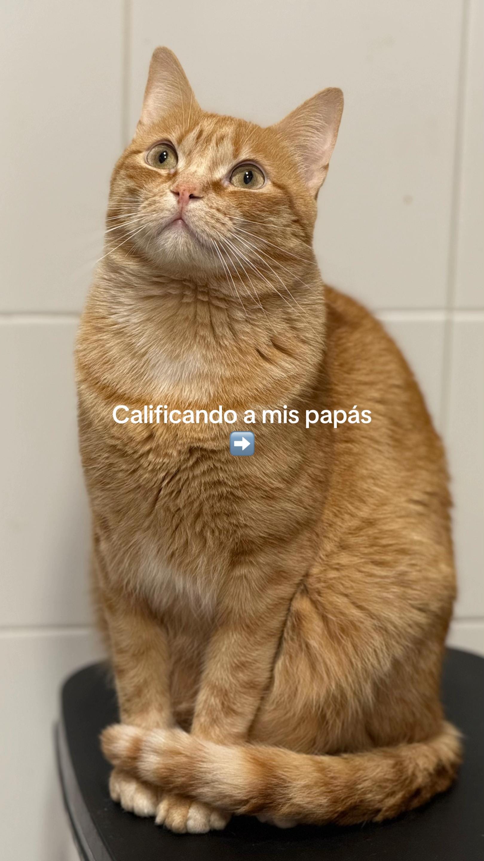 Post 1 by Apolo the orange cat 🐱 on TikTok (video)
